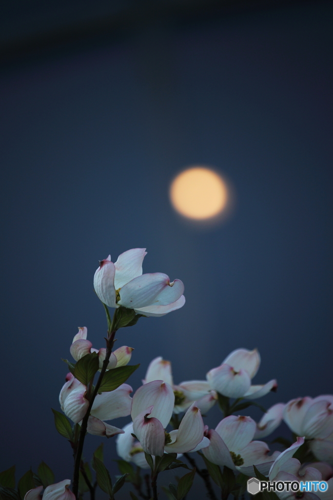 月夜に咲く