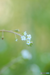 キュウリグサ