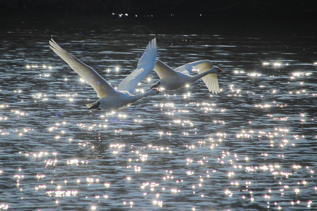 ＊煌めきの中で＊