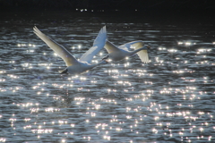 ＊煌めきの中で＊