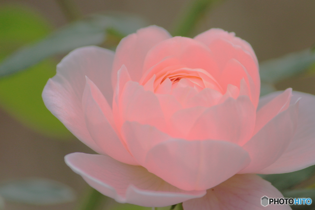 私、薔薇なんです