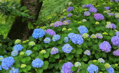 ＊＊hydrangea＊＊