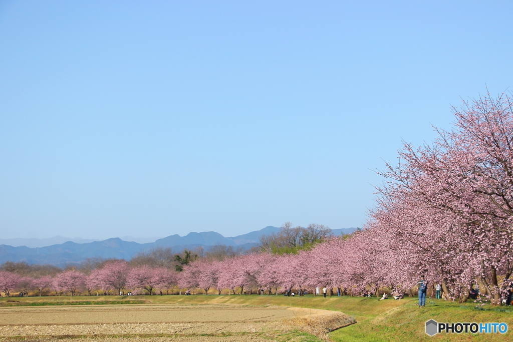 北浅羽桜堤公園①