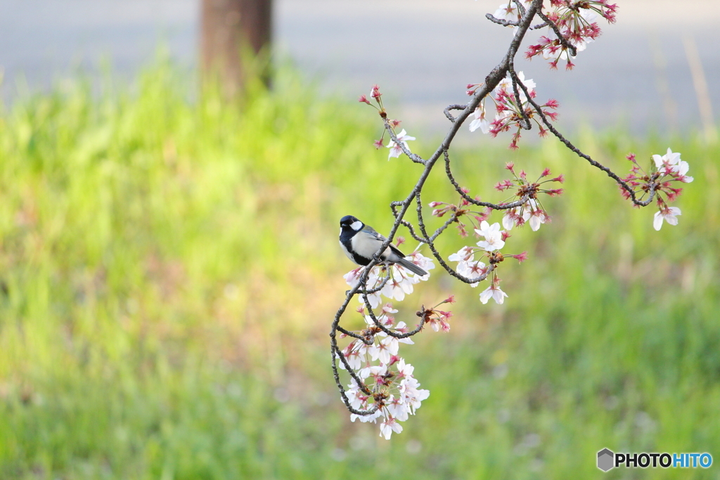お花見