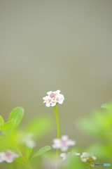 小さな花