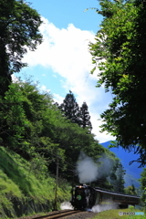 森の中で