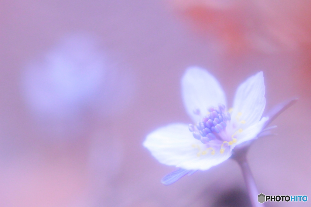 はなの舞.・*