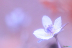 はなの舞.・*