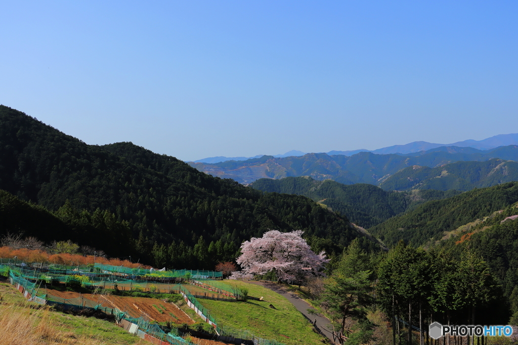 桜色の季節