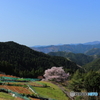 桜色の季節