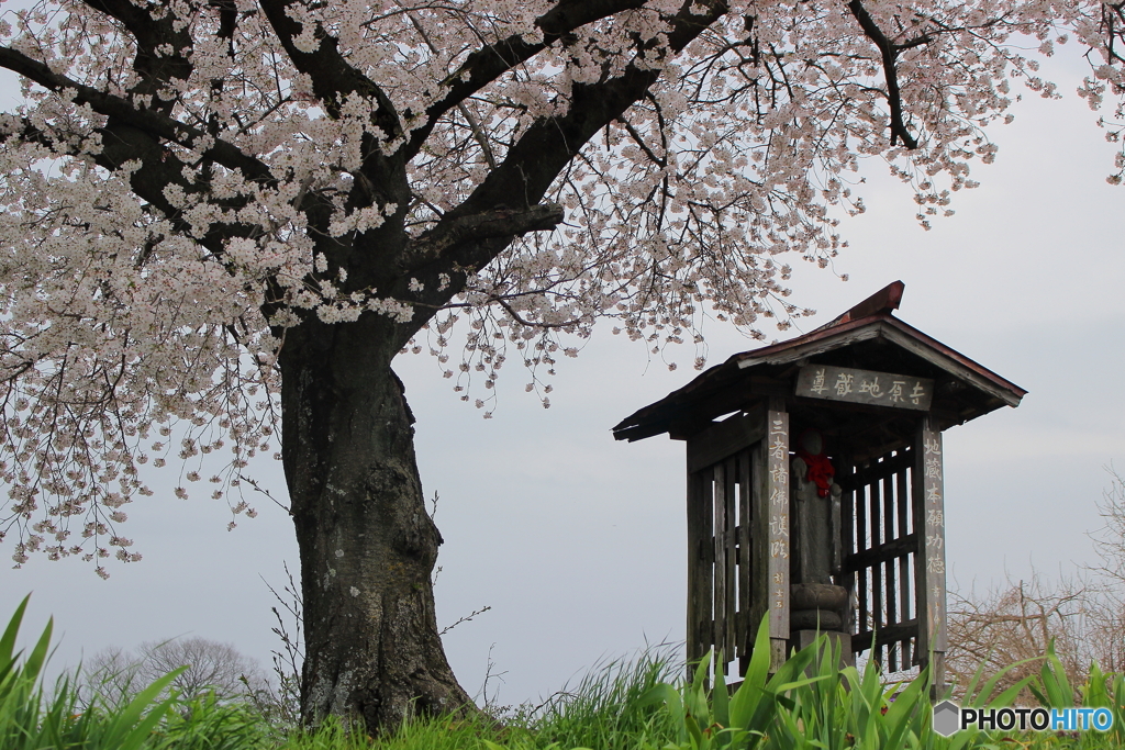 お地蔵さんと桜