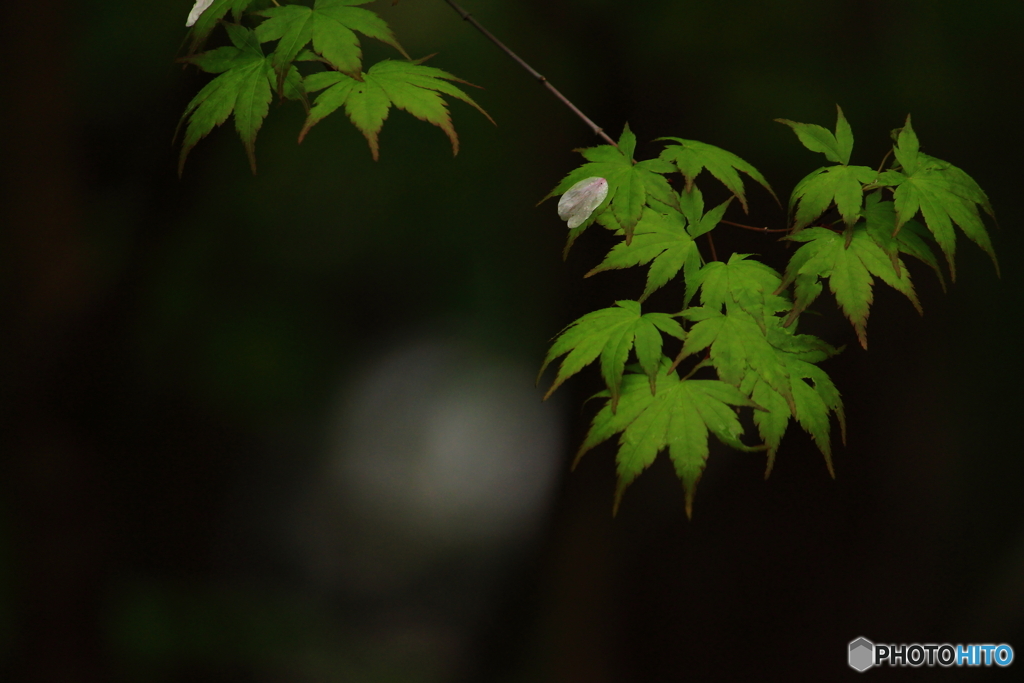 桜散る