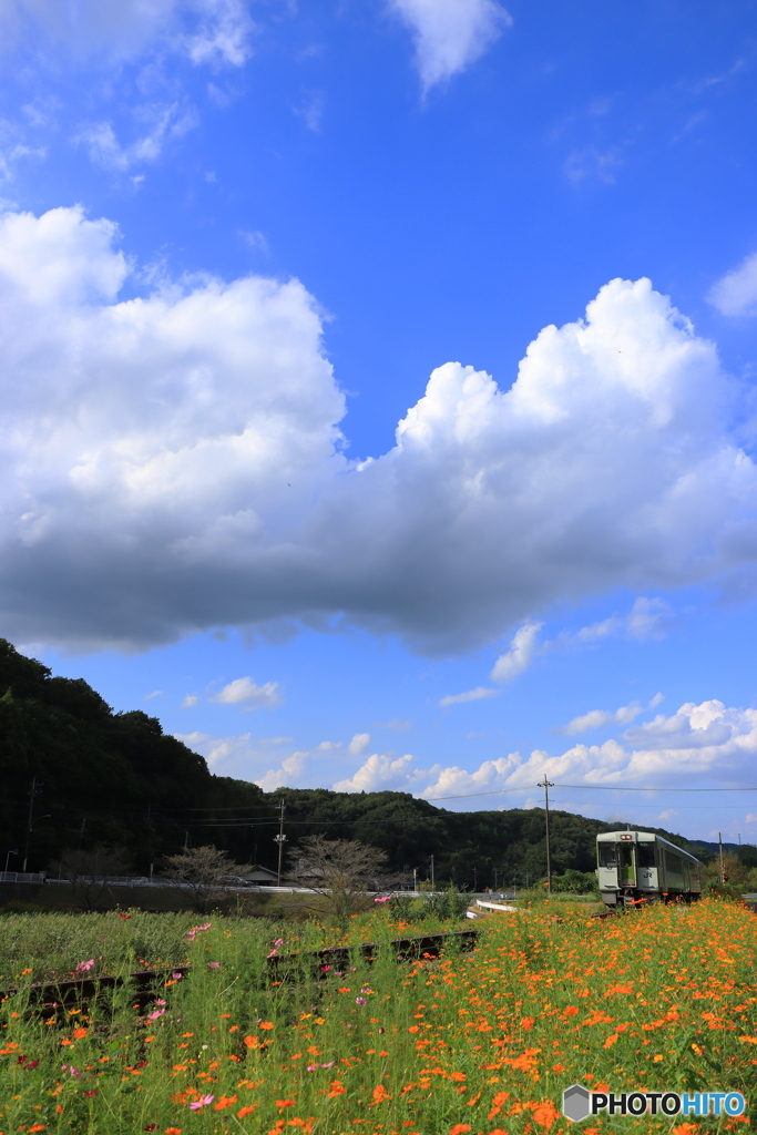 空と花と八高線