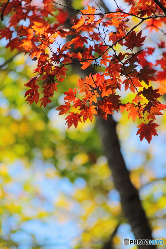 紅葉②