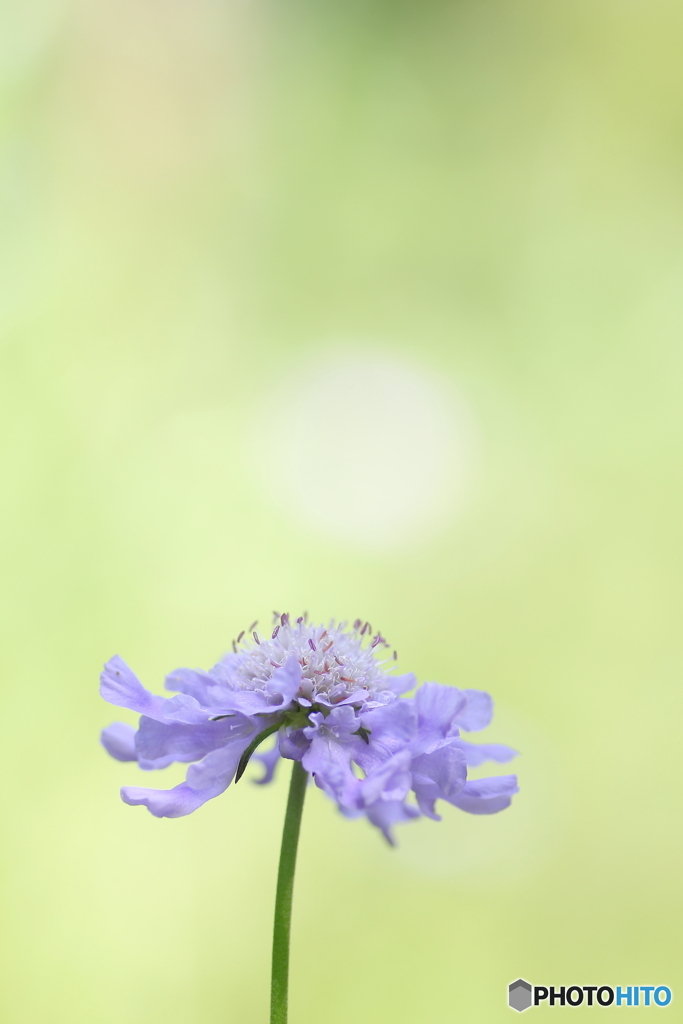 野に咲く花のように