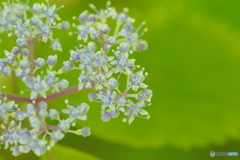 .・*花火.・*