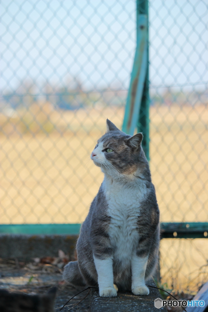 吾輩は猫である