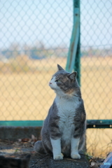 吾輩は猫である