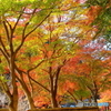 ＊紅葉狩り＊