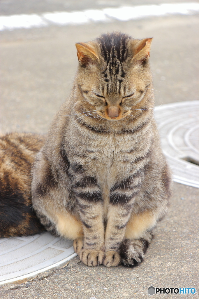 ごめんニャさい