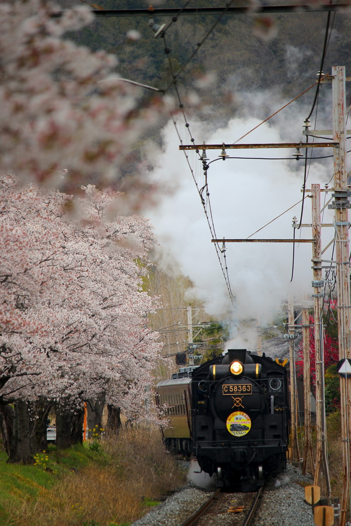 ＊桜とSL＊
