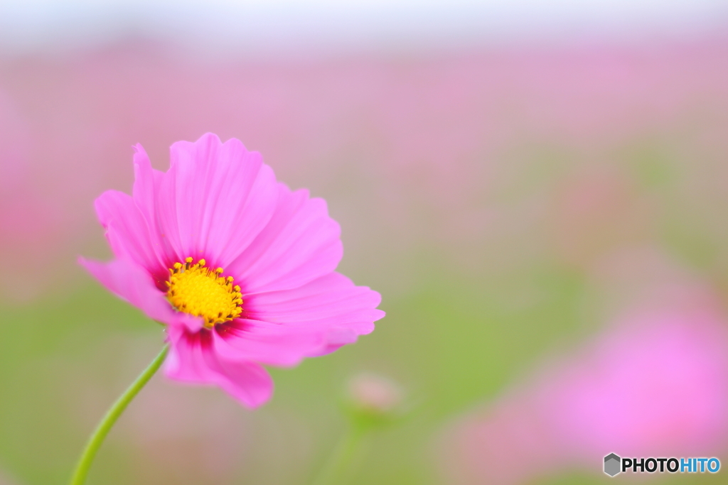 秋桜