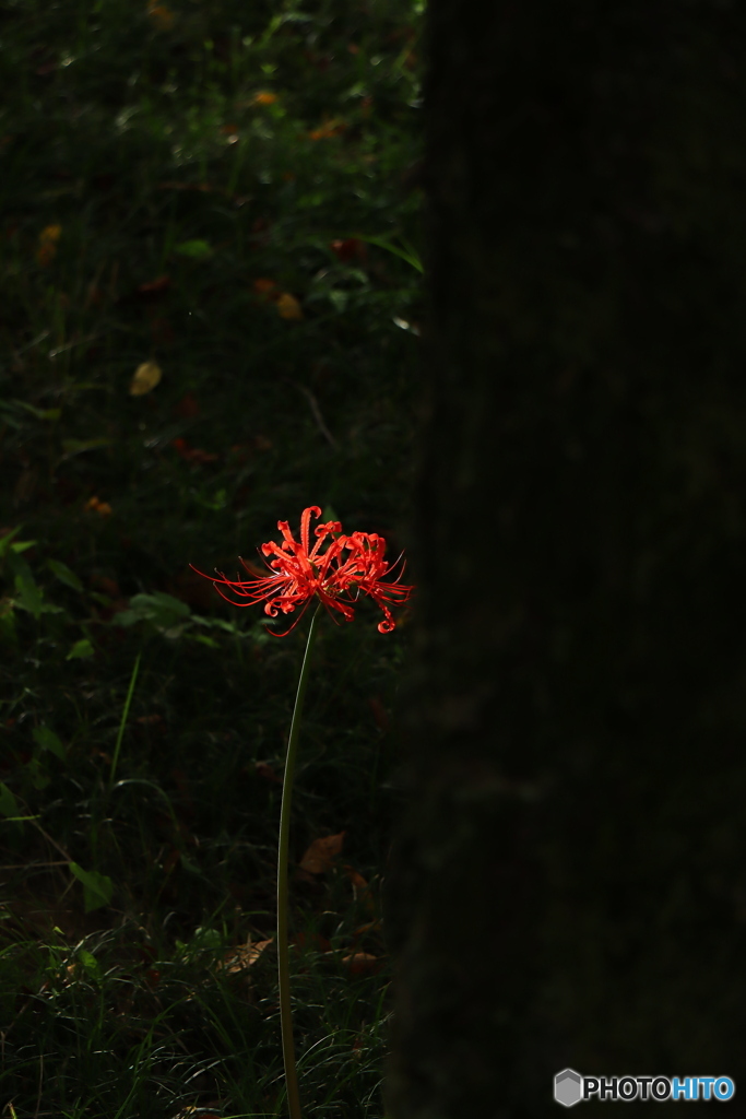 紅一点