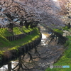 氷川橋の春4