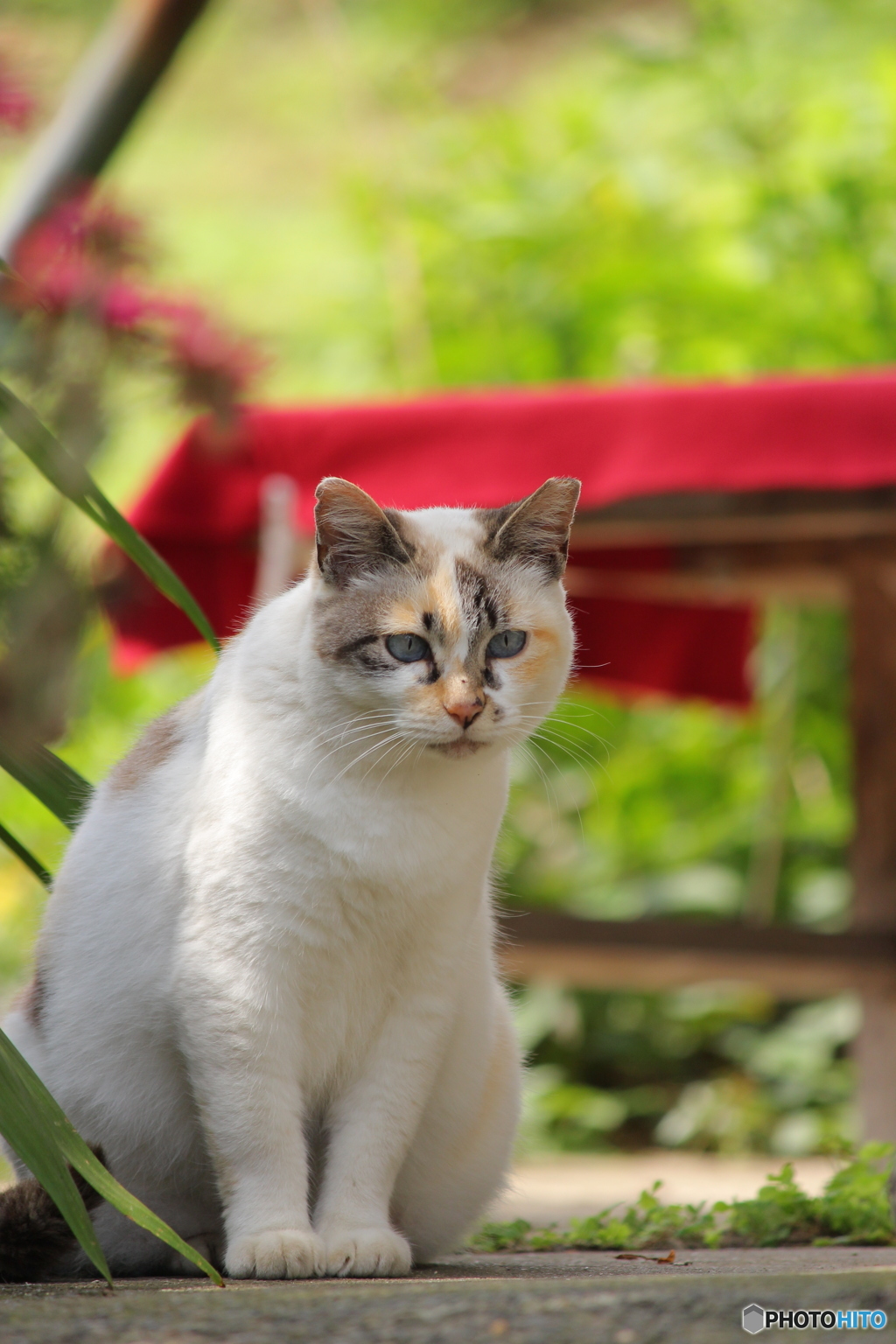 ＊招き猫＊