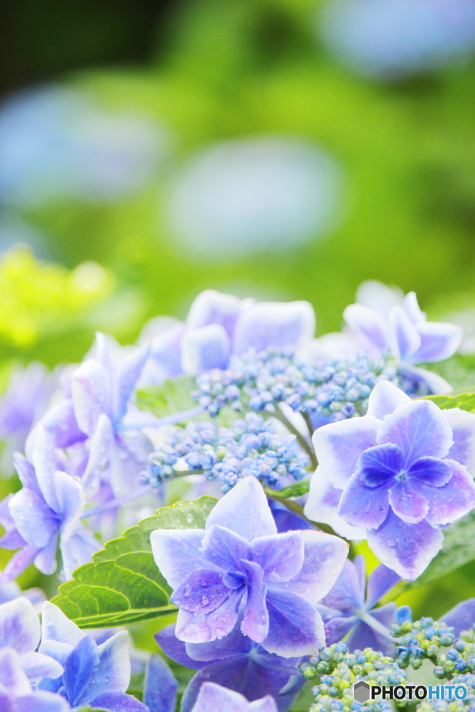 紫陽花のうた