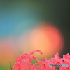 彼岸花