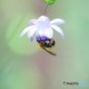 夏の妖精③