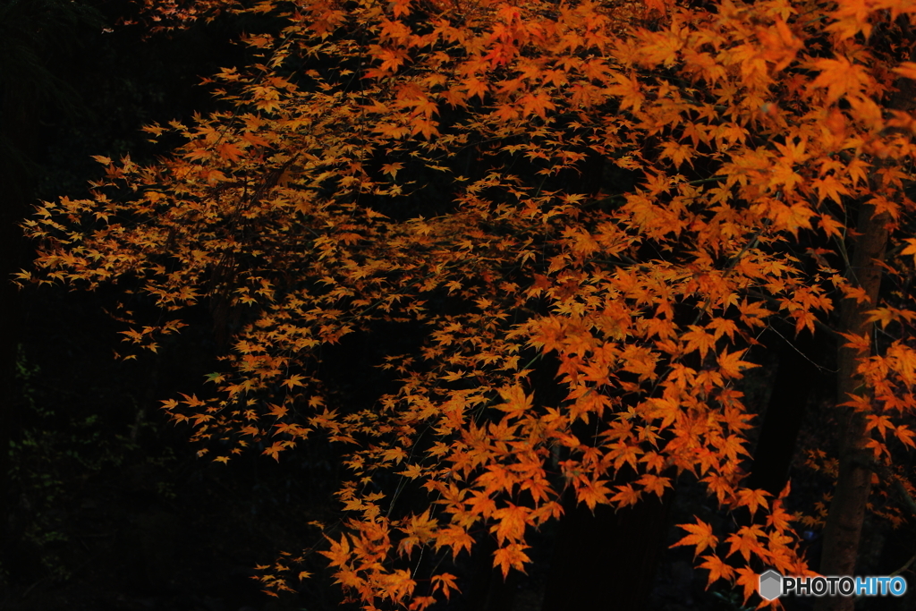 fall in