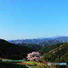一本桜2022②