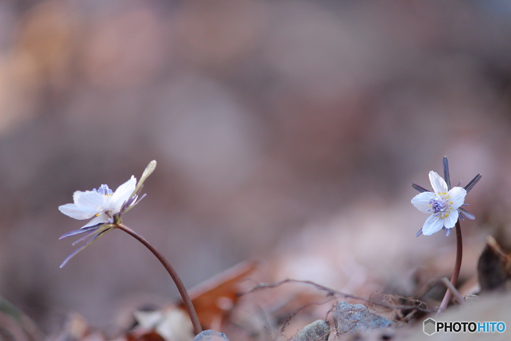 .・:＊Shall We Dance?.・:＊