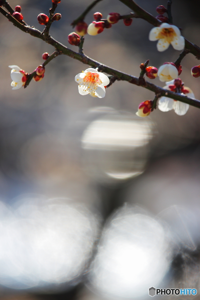 早春の花③