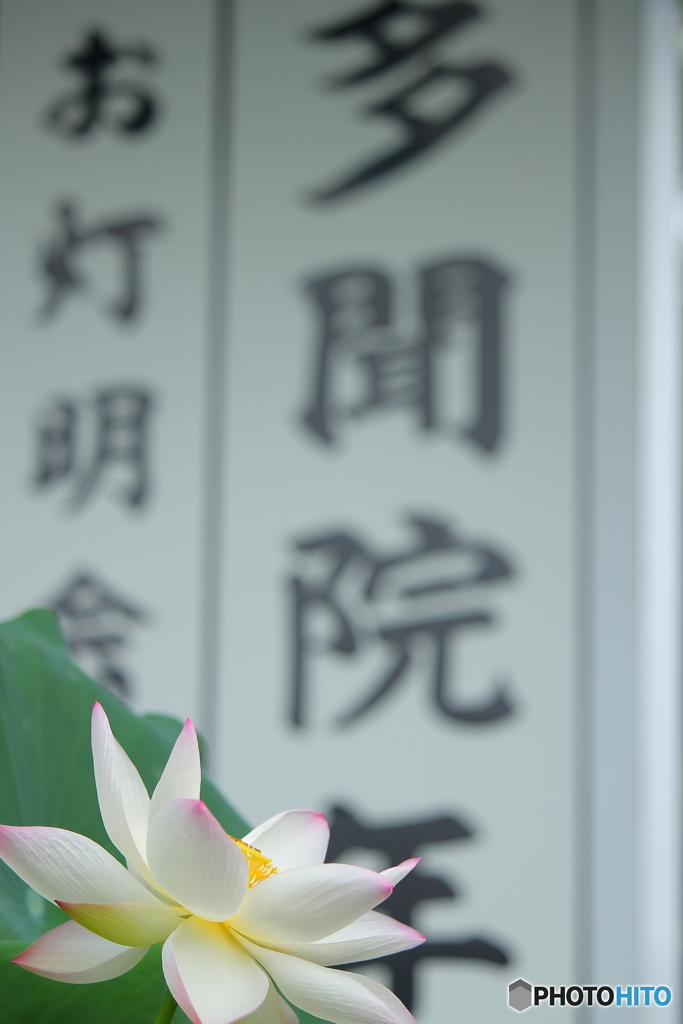Lotus