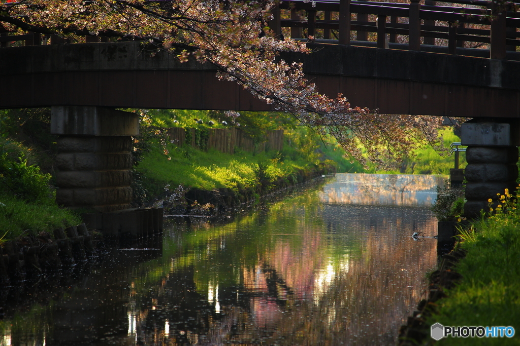氷川橋の春