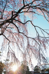 中院の朝
