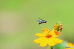 Blue Bee  ＊幸せを呼ぶ青い蜂＊③