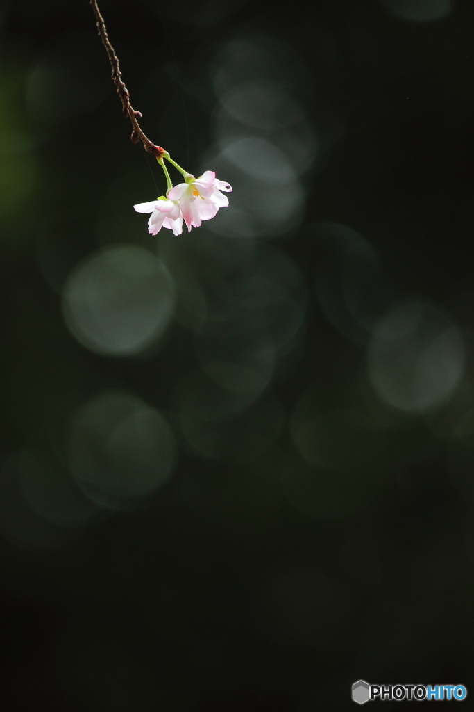 十月桜