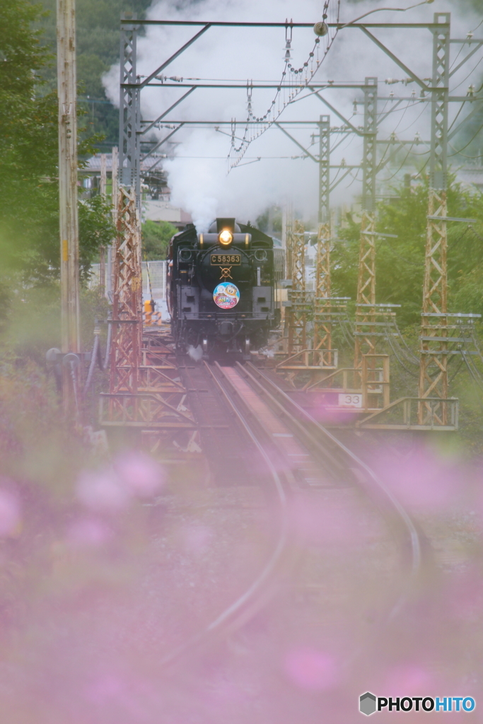 秋桜の絨毯
