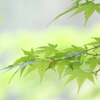 若草色