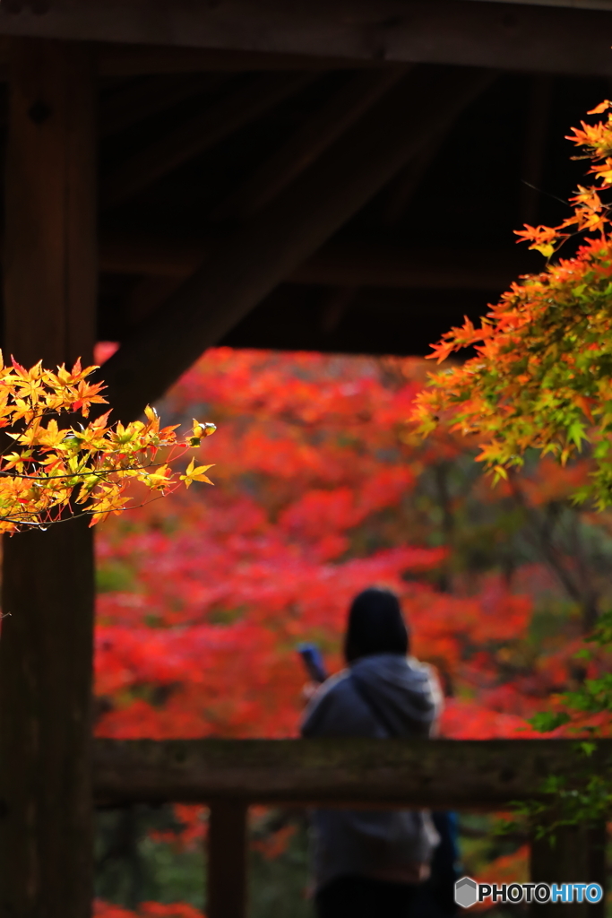 紅葉狩り3