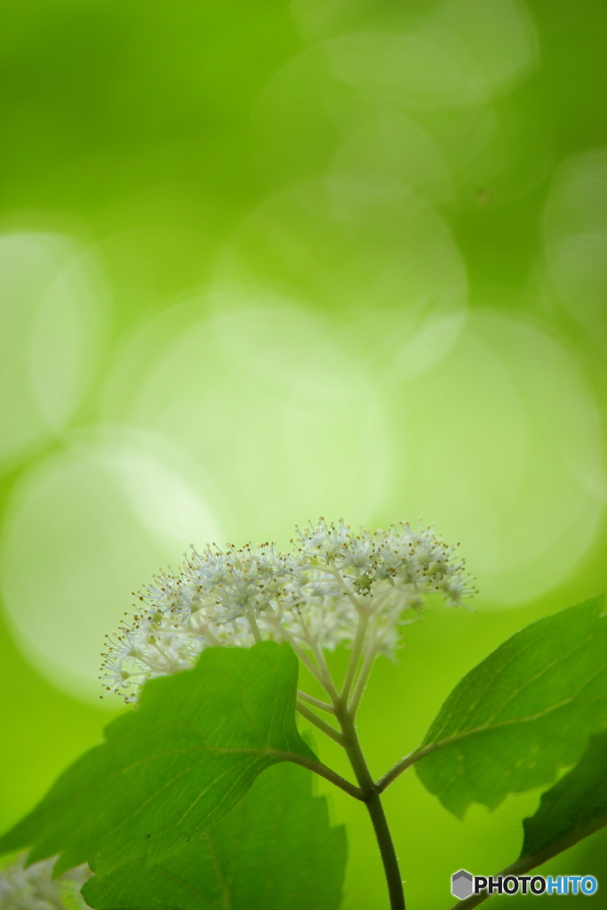 こもれびの森