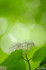 こもれびの森