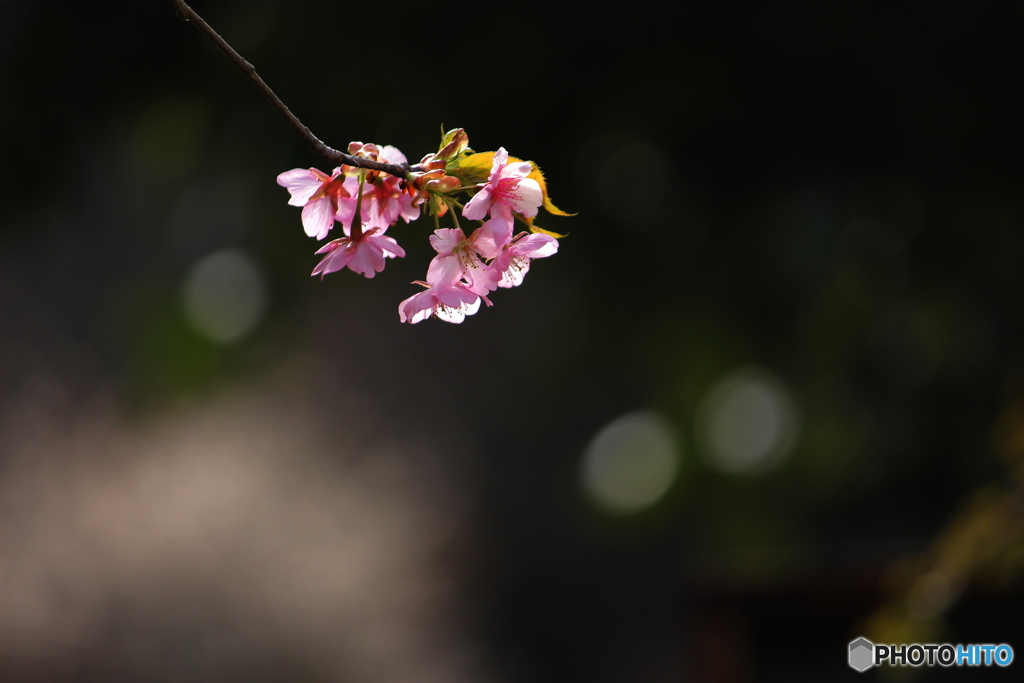 sakura