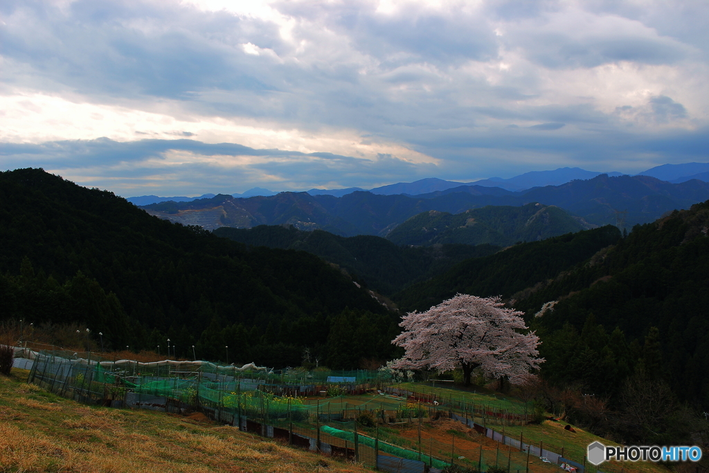 孤高の桜