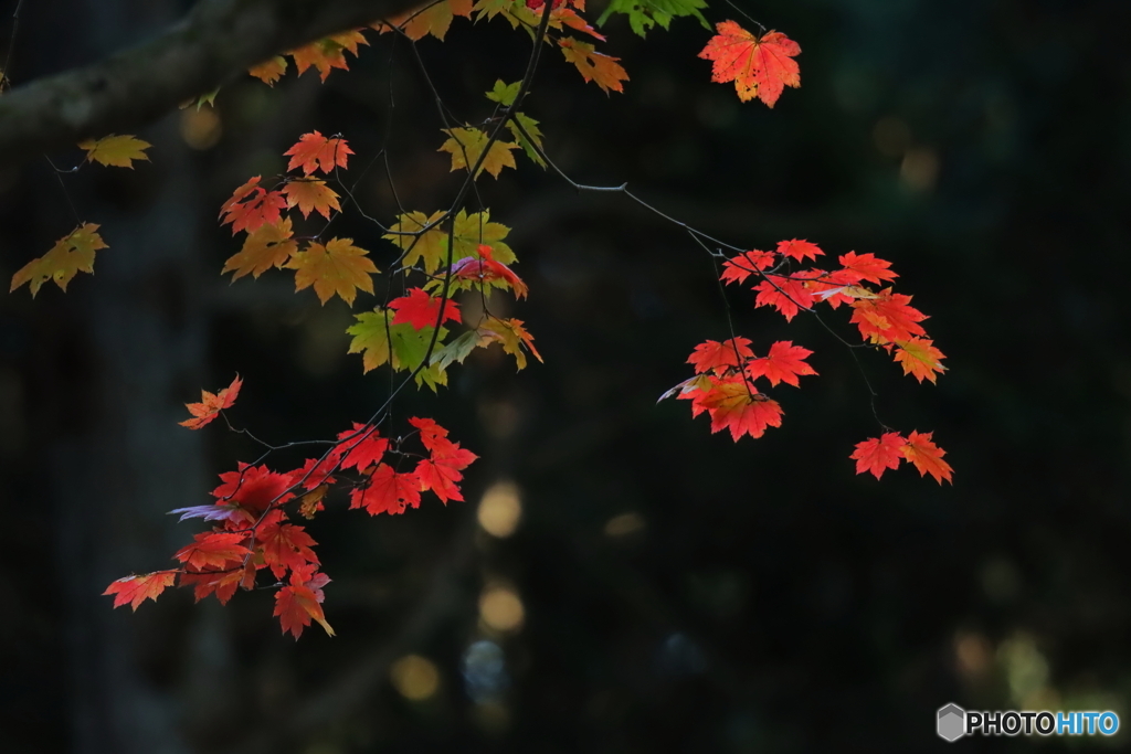 紅葉狩り