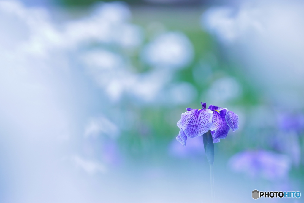 梅雨いり